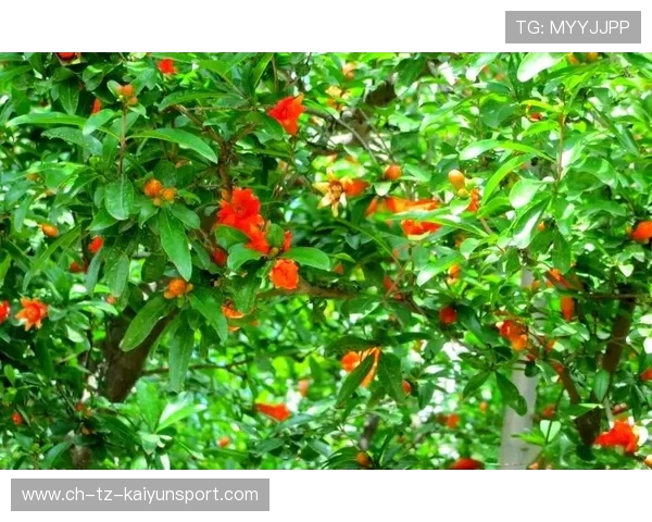 樱桃军的崛起：边路突破点的战术革新之路