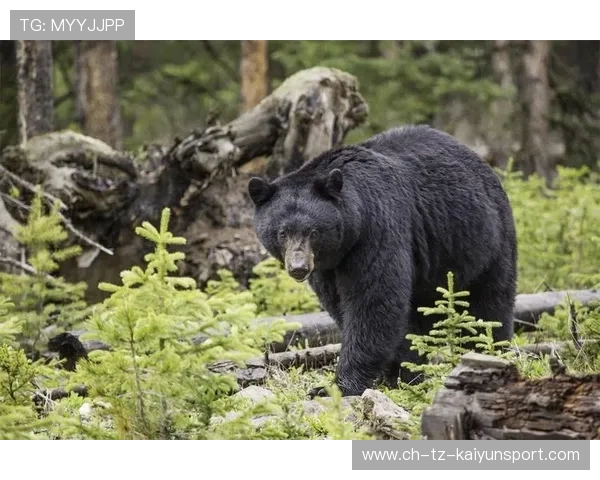 黑熊进市区为何无预警?,黑熊躲进洞里冬眠是什么意思 黑熊进市区为何无预警?,黑熊躲进洞里冬眠是什么意思